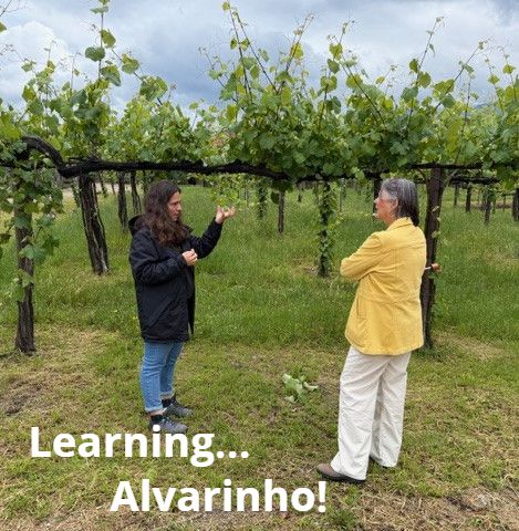 Maggie and a guide talking under a pergola of Alvarinho vines. Text on the photo reads Learning... Alvarinho!