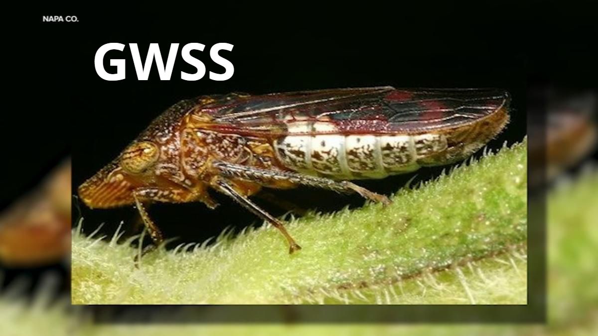 Close-up of a glassy-winged sharpshooter insect on a green stem. Text on the photo reads GWSS