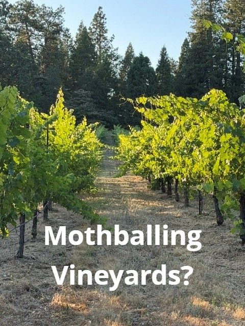 Sunlit vine rows with tall pines behind. Text on the photo reads Mothballing Vineyards?