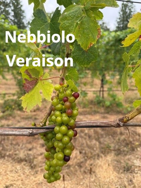 A cluster of Nebbiolo grapes turning from green to red on the vine. Text on the photo reads Nebbiolo Veraison