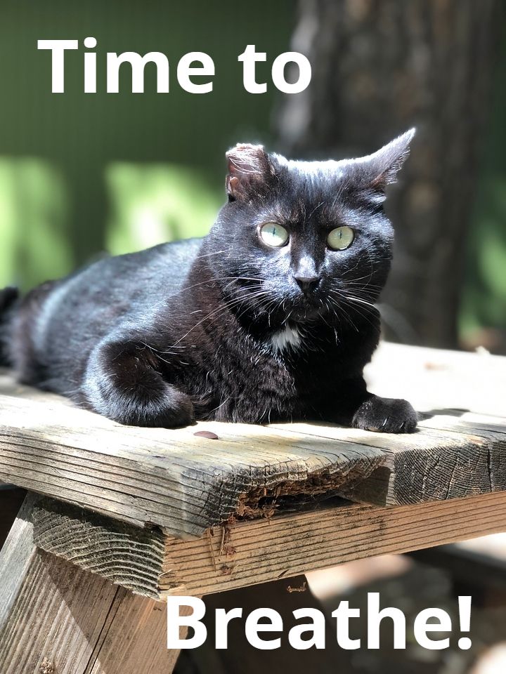 A black cat lying on a wooden bench in the sun. Text on the photo reads Time to Breathe!