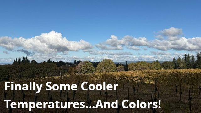 Picture of Fall Vineyard with clouds.