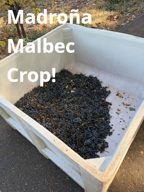 A picking bin with a small layer of dark Malbec grapes at the bottom. Text on the photo reads Madroña Malbec Crop!